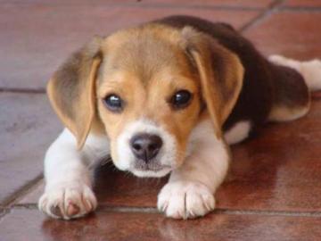 Imagen de un perro Imagen de un perro