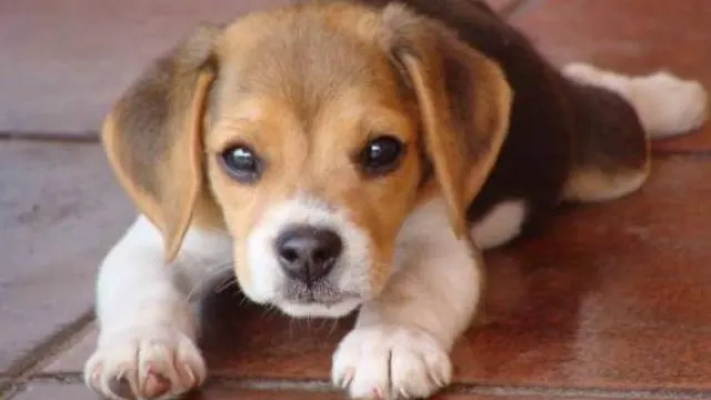 Imagen de un perro