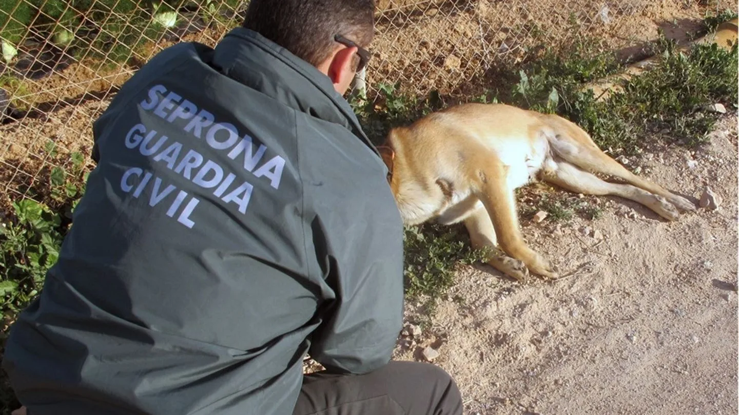 Imagen de archivo de la Guardia Civil atendiendo a un animal Imagen de archivo de la Guardia Civil atendiendo a un animal