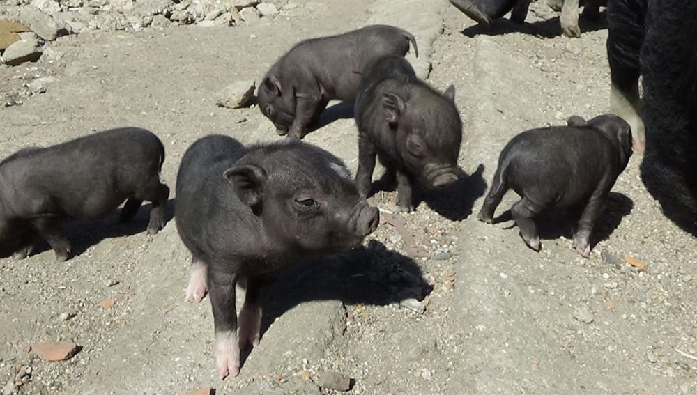 Cerdos vietnamitas abandonados en Paracuellos del Jarama