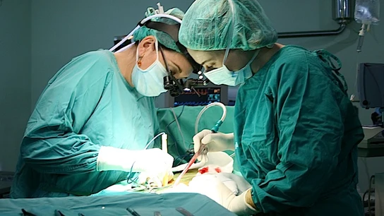 Imagen de un trasplante Imagen de un trasplante