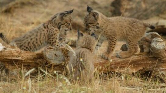 Tres cachorros de lince reci&eacute;n nacidos