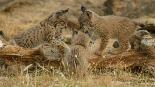 Tres cachorros de lince recién nacidos Tres cachorros de lince recién nacidos