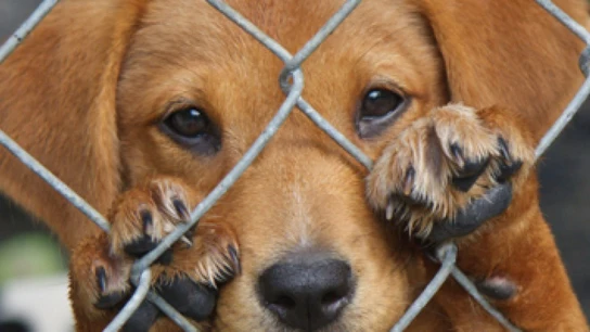Un perro abandonado en un refugio Un perro abandonado en un refugio