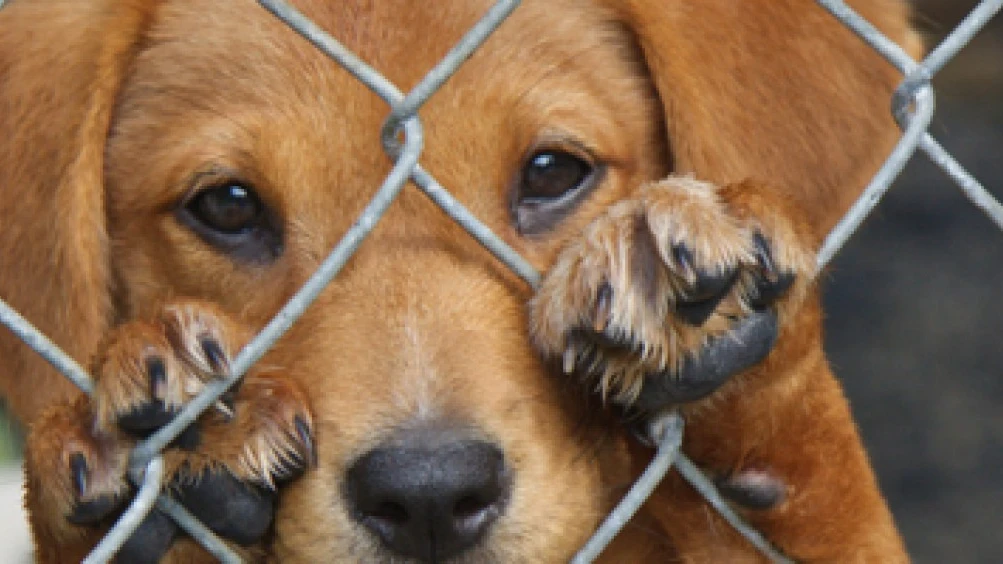 Un perro abandonado en un refugio