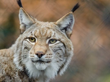 Lince Boreal Lince Boreal