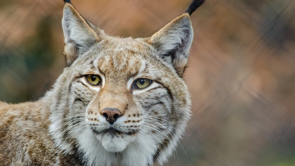 Lince Boreal