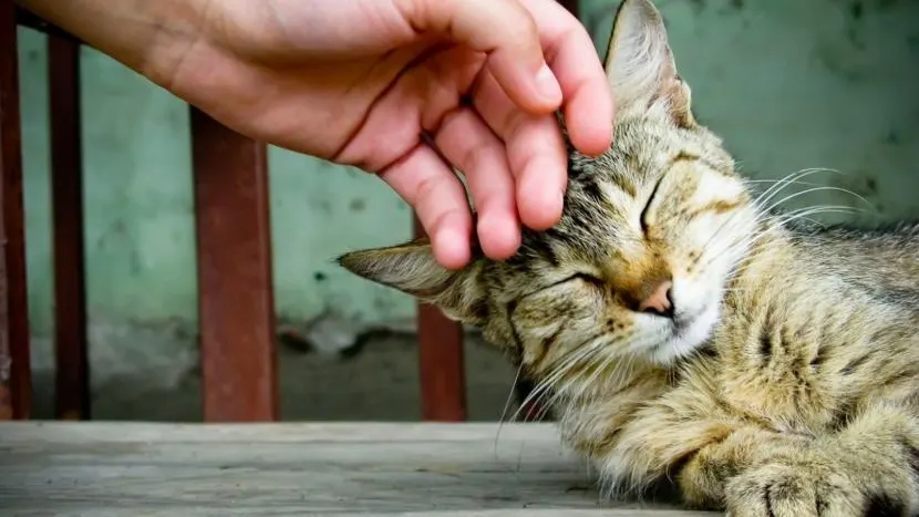 Gato siendo acariciado