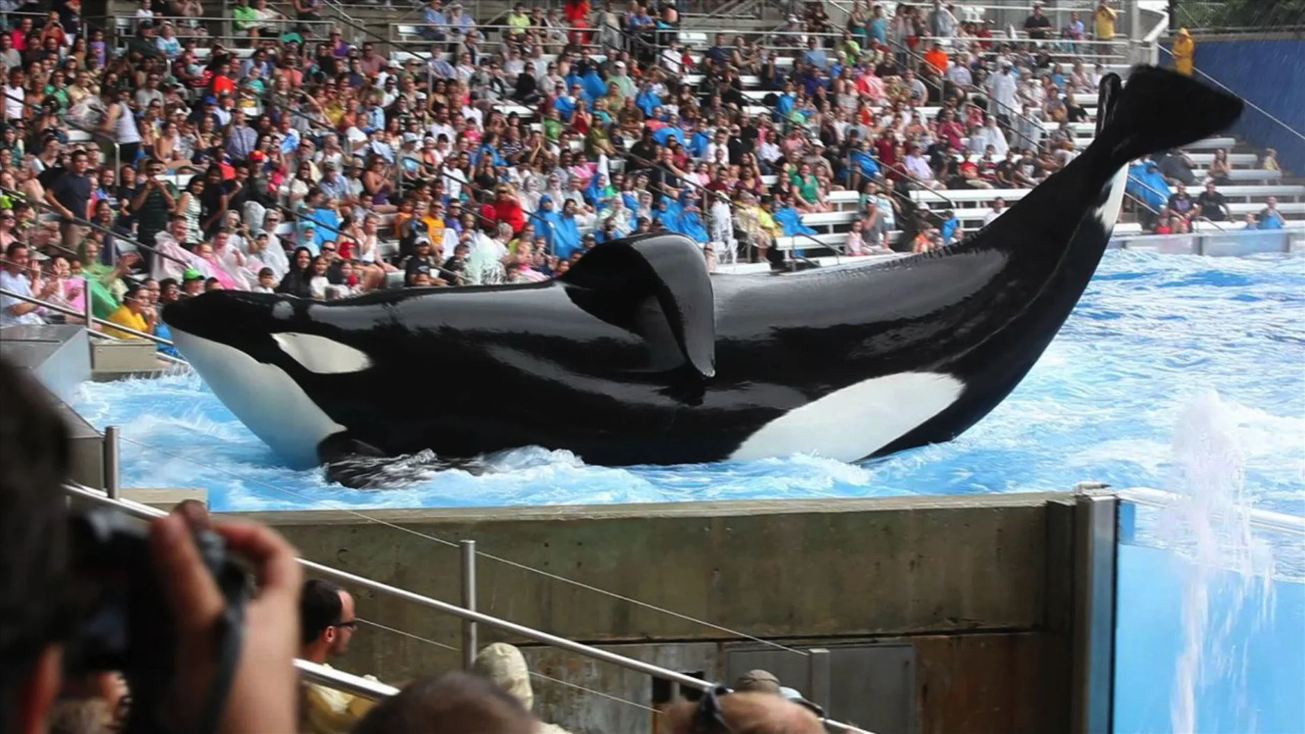 La orca Tilikum de 'Blackfish'