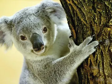 Un koala Un koala