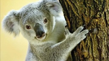 Un koala Un koala