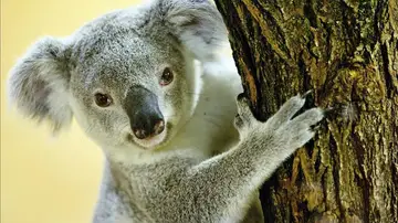 Un koala Un koala