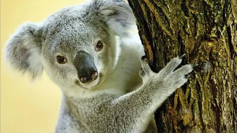 Un koala Un koala