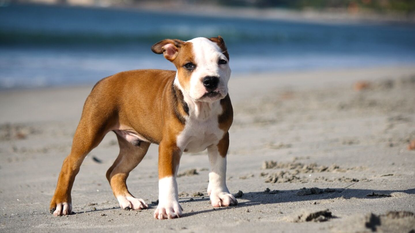 Cachorro de pitbull