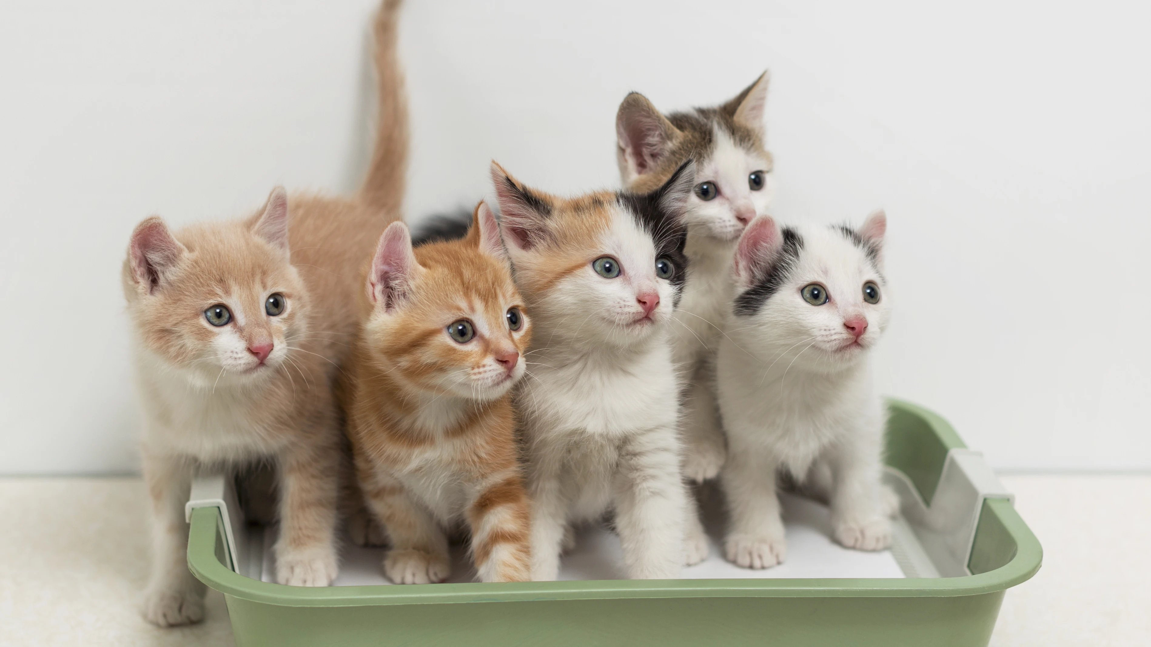 Gatos en su arenero