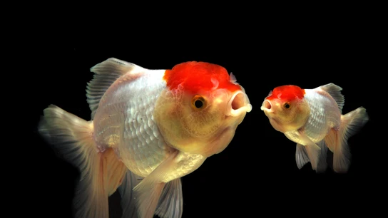 Peces Peces