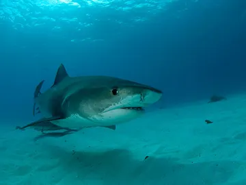 Emplean ecografías para estudiar a los tiburones sin necesidad de sacrificarlos Emplean ecografías para estudiar a los tiburones sin necesidad de sacrificarlos
