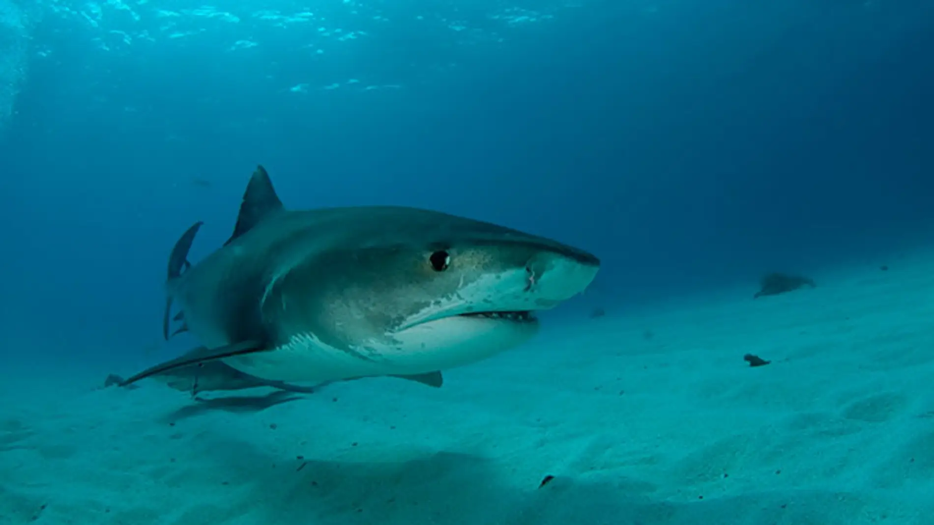 Emplean ecografías para estudiar a los tiburones sin necesidad de sacrificarlos 