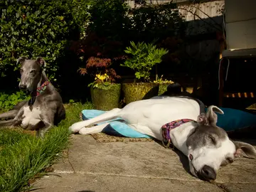 La larga siesta del galgo La larga siesta del galgo