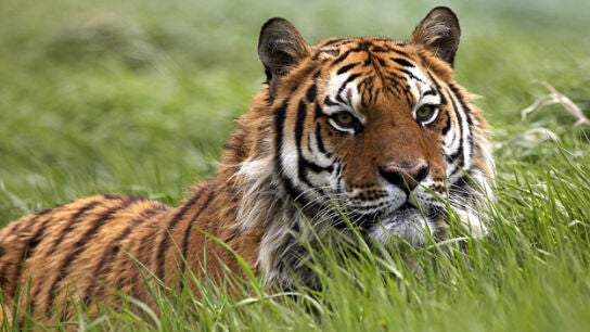 Ejemplar de Panthera tigris 