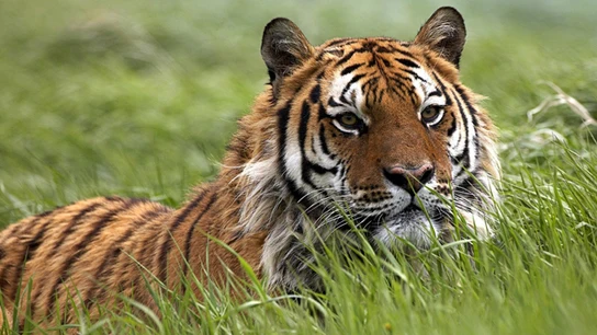 Ejemplar de Panthera tigris Ejemplar de Panthera tigris