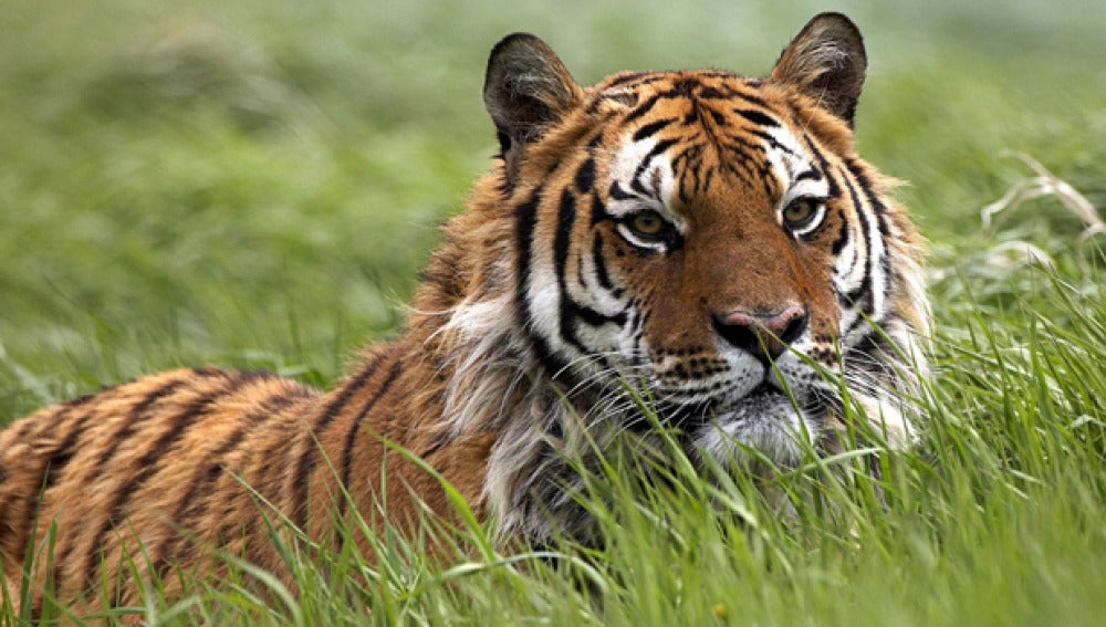 Ejemplar de Panthera tigris 