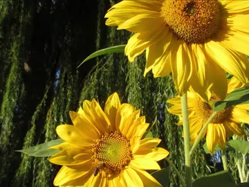 Plantas para revolucionar nuestra vida: inventos que 'copian' al reino vegetal Plantas para revolucionar nuestra vida: inventos que 'copian' al reino vegetal