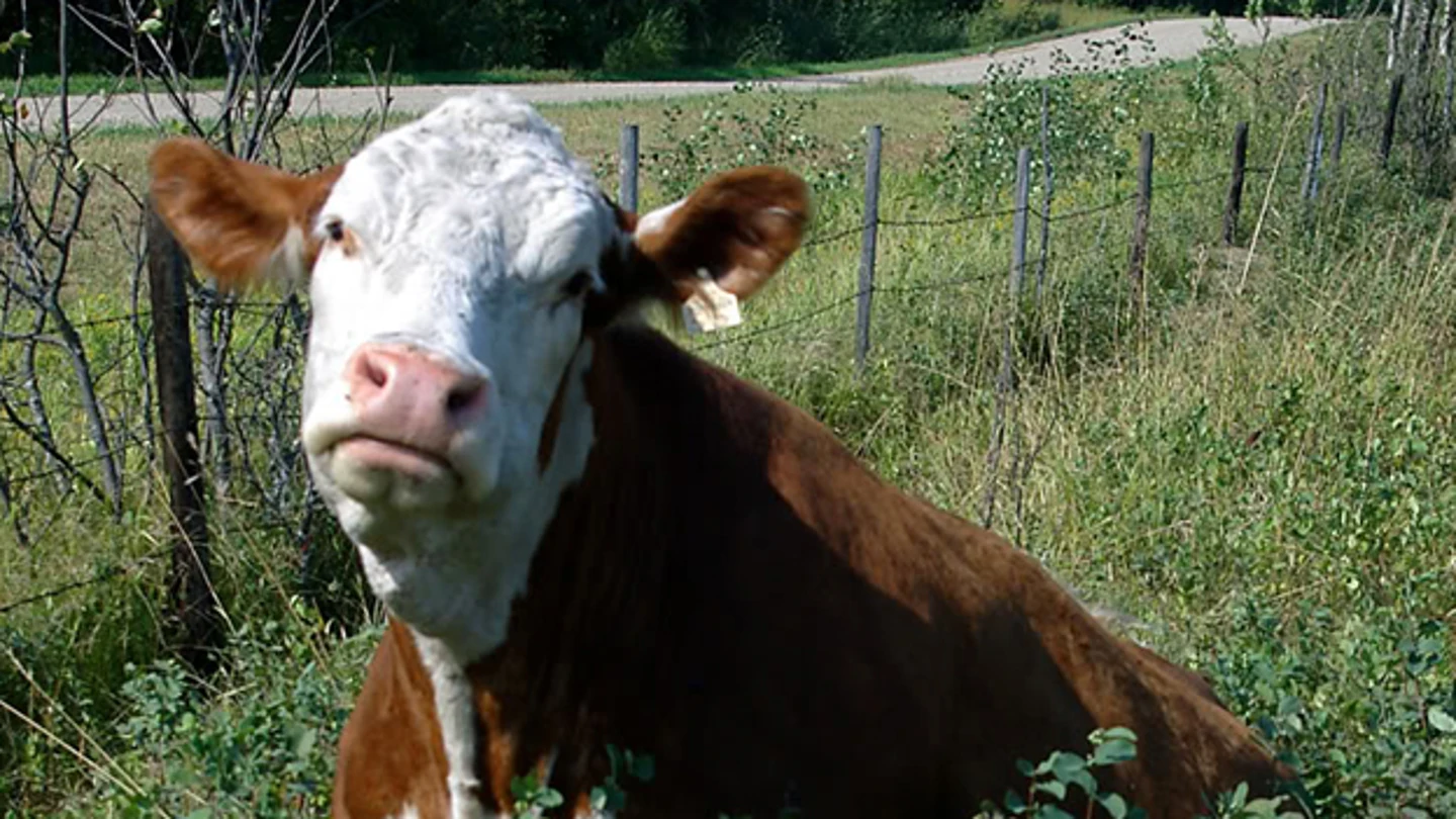 Una vaca en una zona de campo Una vaca en una zona de campo