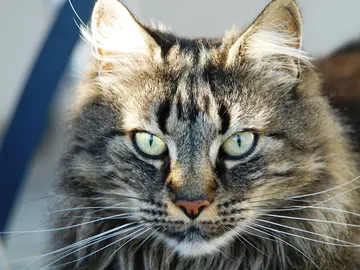 Cara de gato Cara de gato