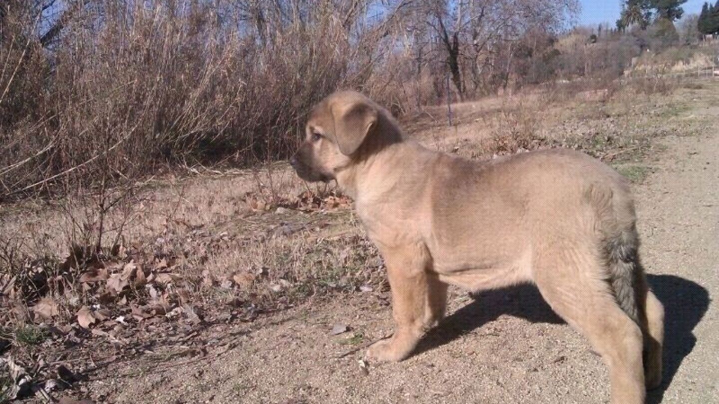 Un perro, en una imagen de archivo
