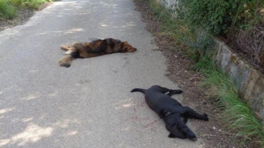 Imagen de los dos animales fallecidos