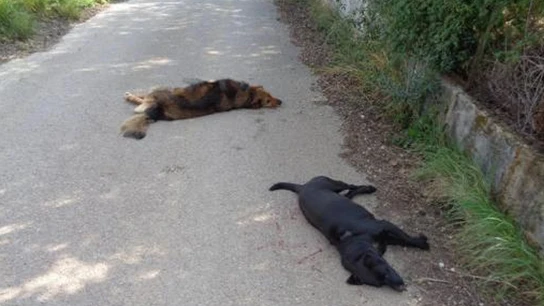 Imagen de los dos animales fallecidos Imagen de los dos animales fallecidos