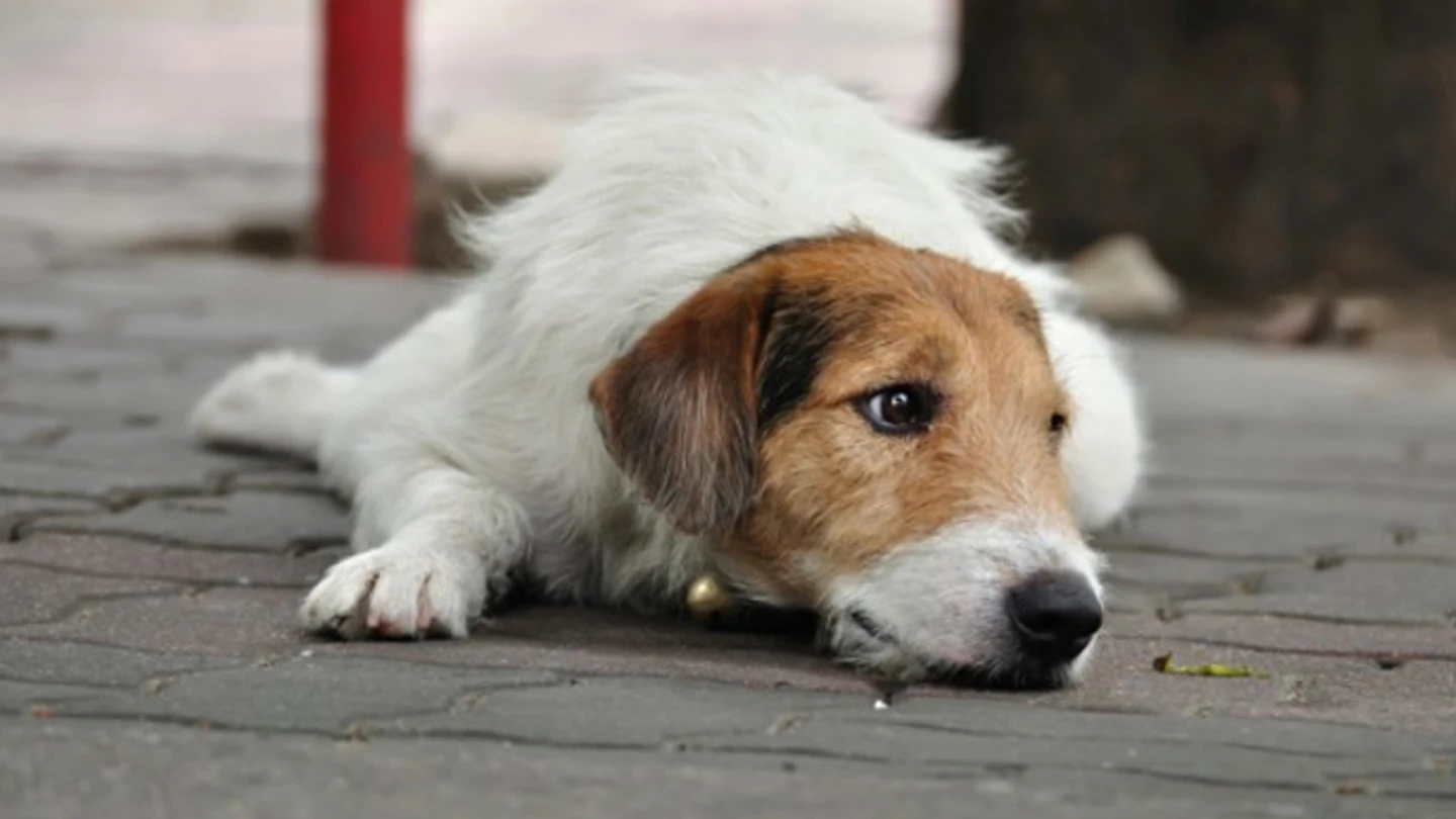 Perro abandonado Perro abandonado