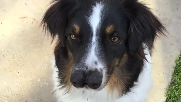 Imagen del perro con dos narices Imagen del perro con dos narices
