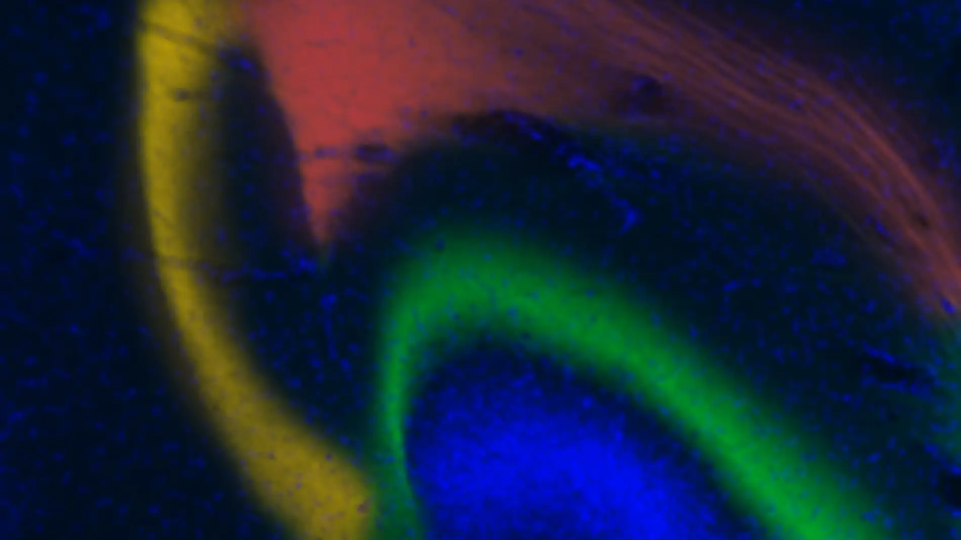 Los investigadores Agnès Gruart y José M