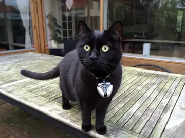 ¿Entiendes a tu gato cuando maúlla? ¿Entiendes a tu gato cuando maúlla?