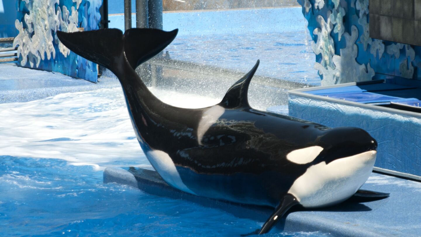 Orca en cautividad