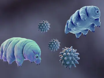 Tardígrados, las criaturas más resistentes de la Tierra Tardígrados, las criaturas más resistentes de la Tierra