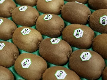 La alergia al kiwi La alergia al kiwi