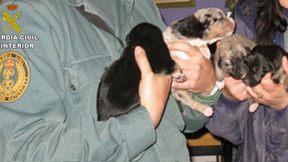 Imagen de los cuatro cachorros rescatados Imagen de los cuatro cachorros rescatados