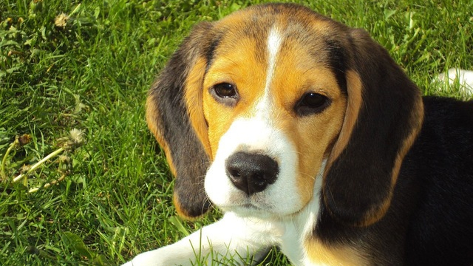 Los beneficios de la terapia con animales en hospitales