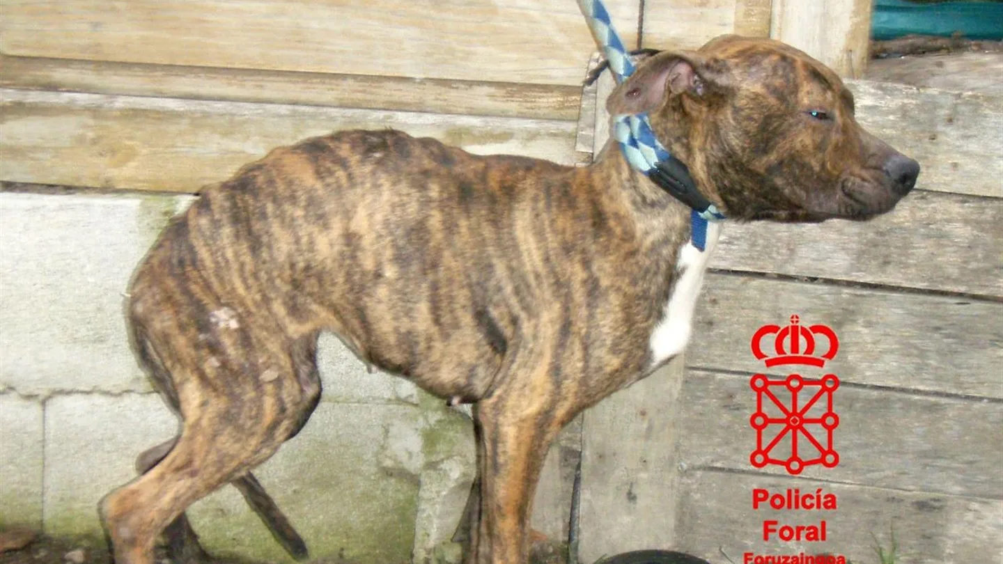 La perra que sobrevivió tras el abandono La perra que sobrevivió tras el abandono