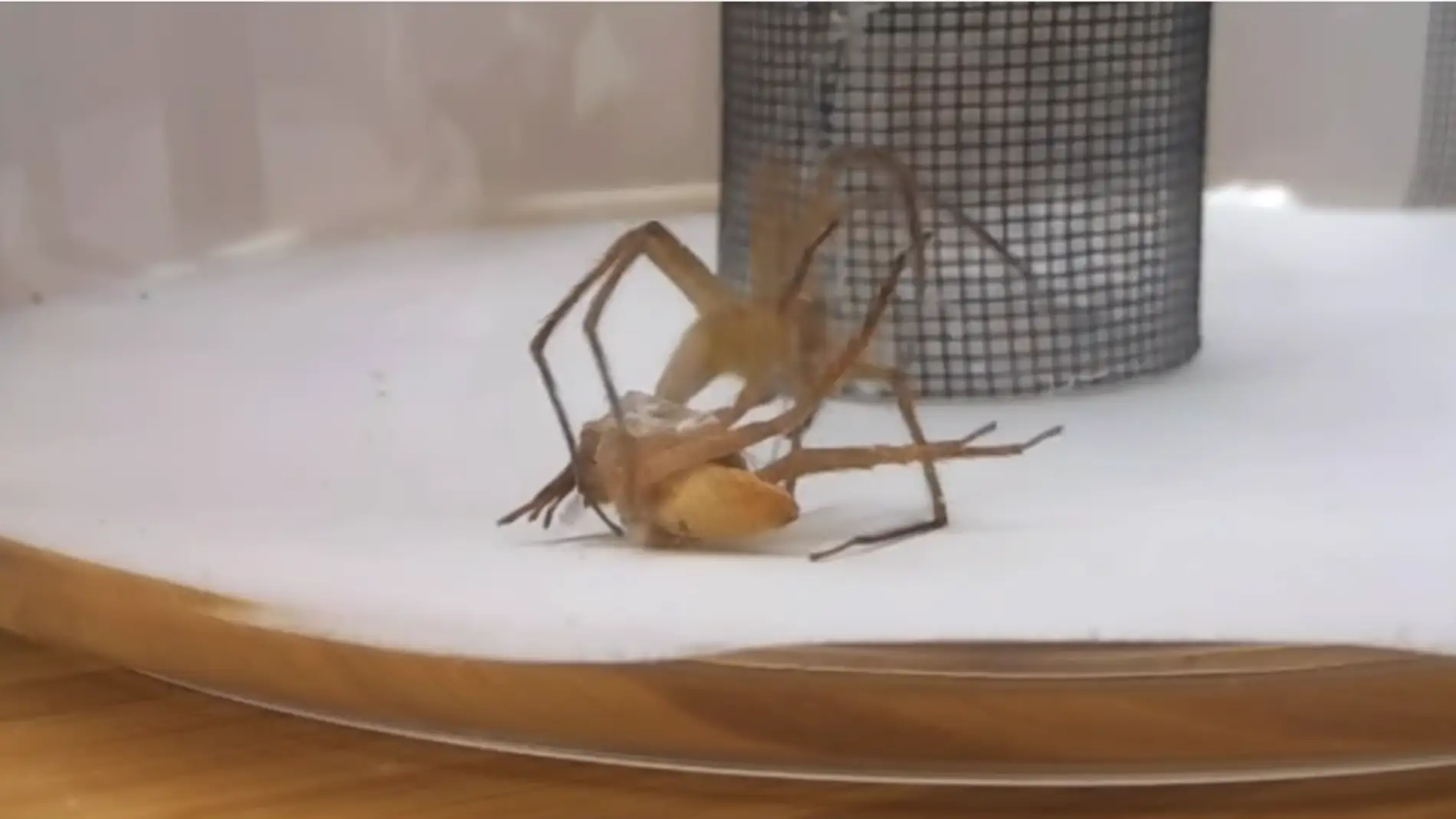 Araña