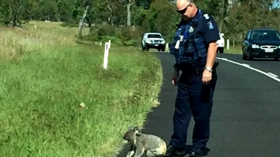 Imagen del policía con el koala Imagen del policía con el koala