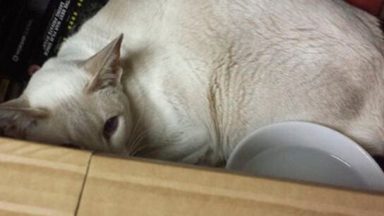 Imagen de la gata que viaj&oacute; durante ocho d&iacute;as