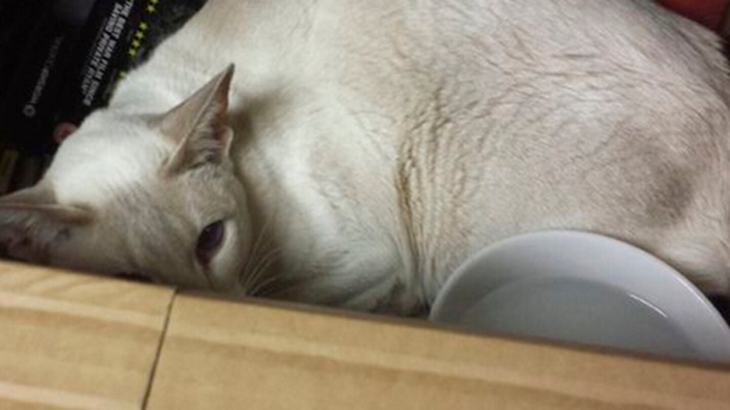Imagen de la gata que viaj&oacute; durante ocho d&iacute;as