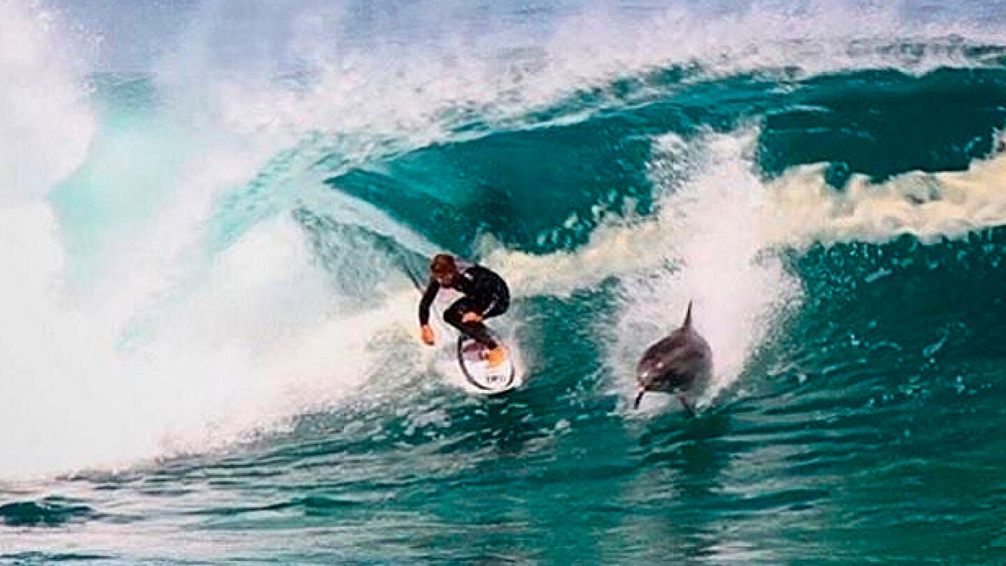 Momento en que el delf&iacute;n se cruza con el surfista