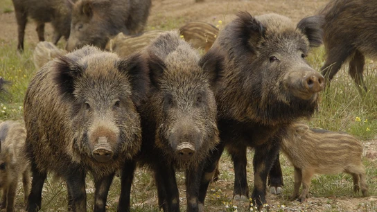 Una manada de jabalíes Una manada de jabalíes