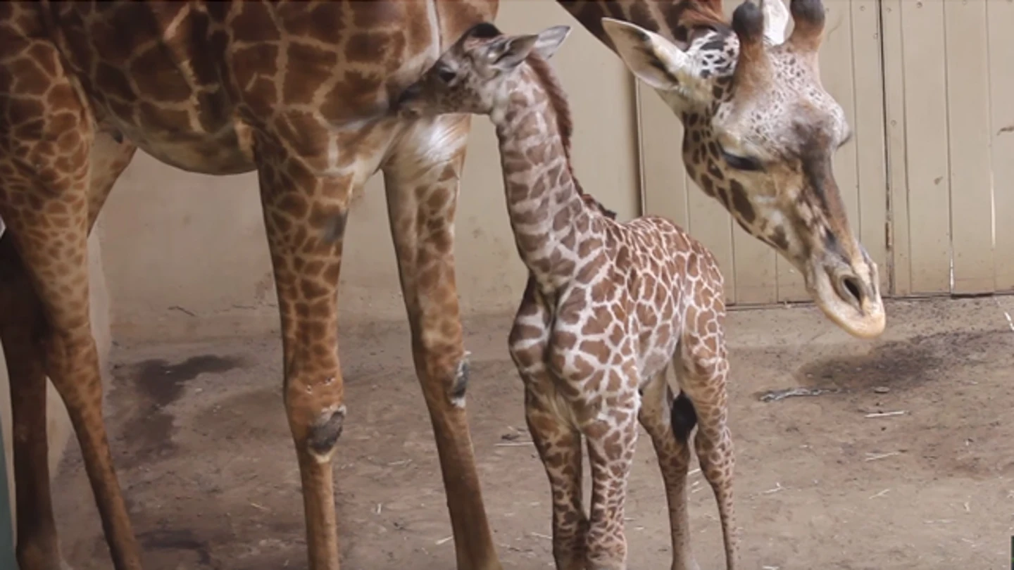La pequeña jirafa junto a su madre La pequeña jirafa junto a su madre