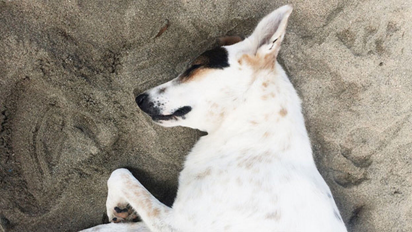 Imagen de un perro tirado en el suelo